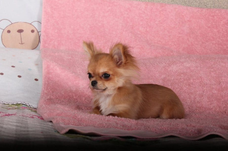 brown chihuahua on pink textile
